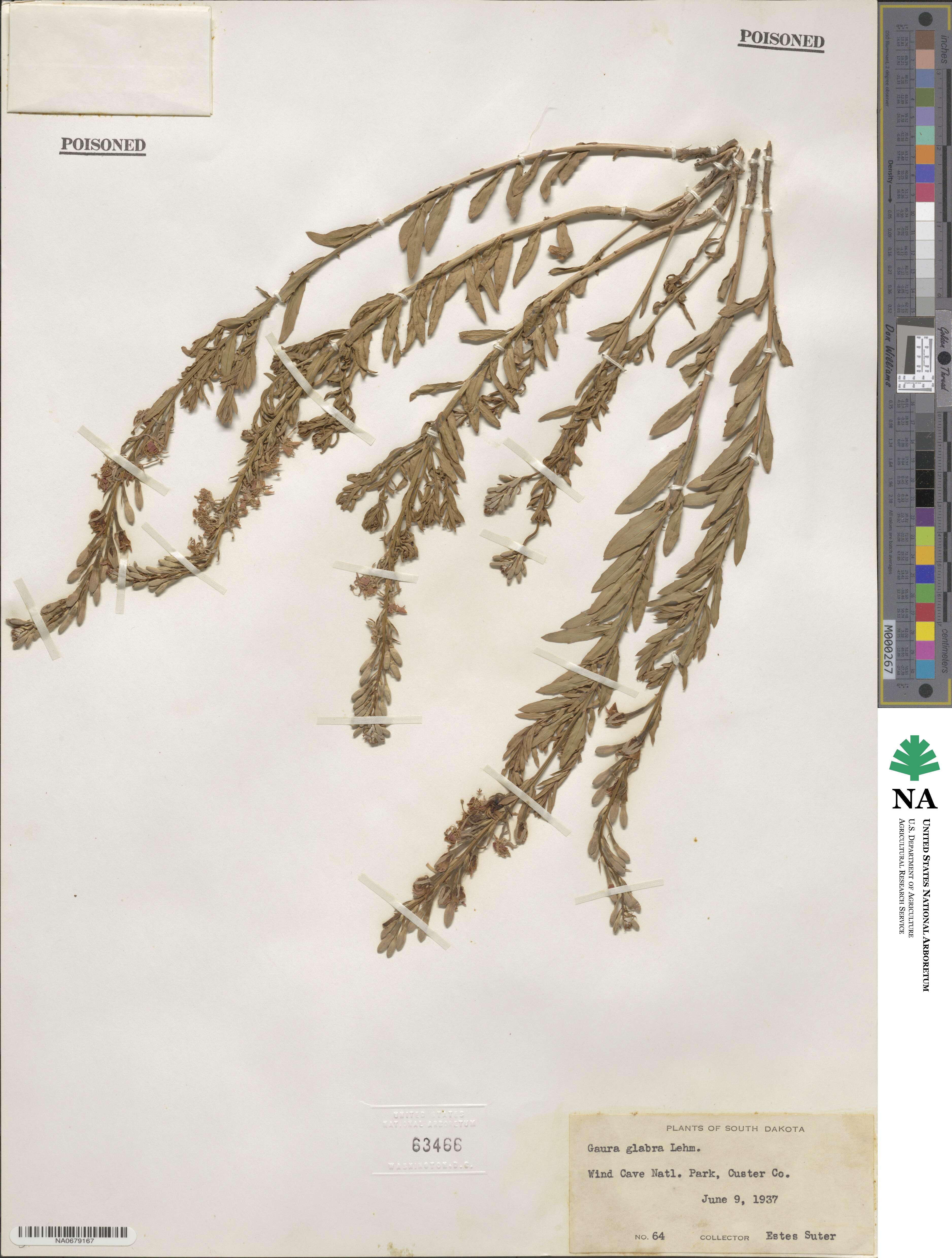 Oenothera suffrutescens image