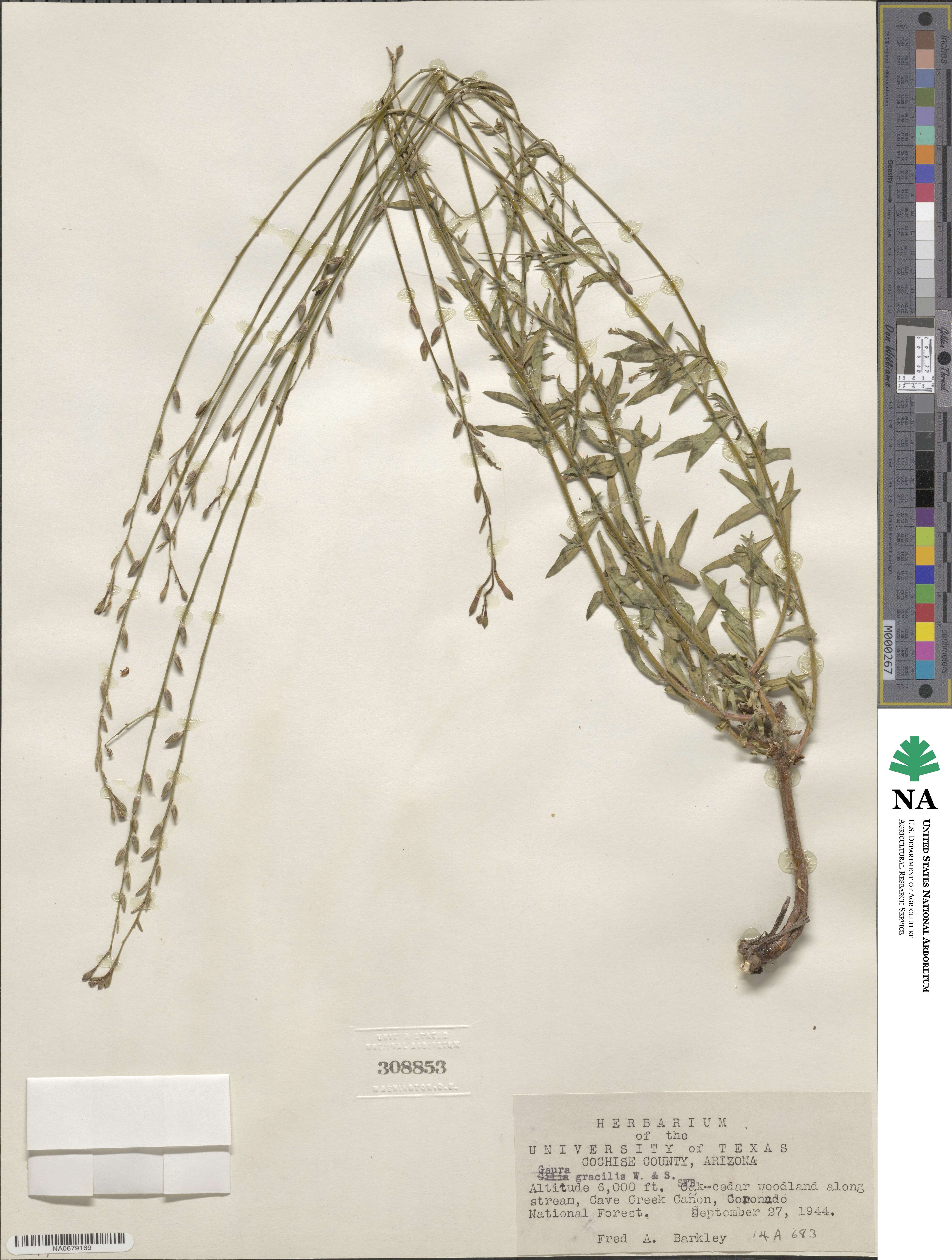 Oenothera hexandra subsp. gracilis image