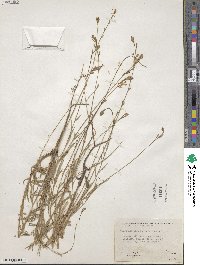 Oenothera hexandra subsp. gracilis image