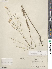 Oenothera lindheimeri image