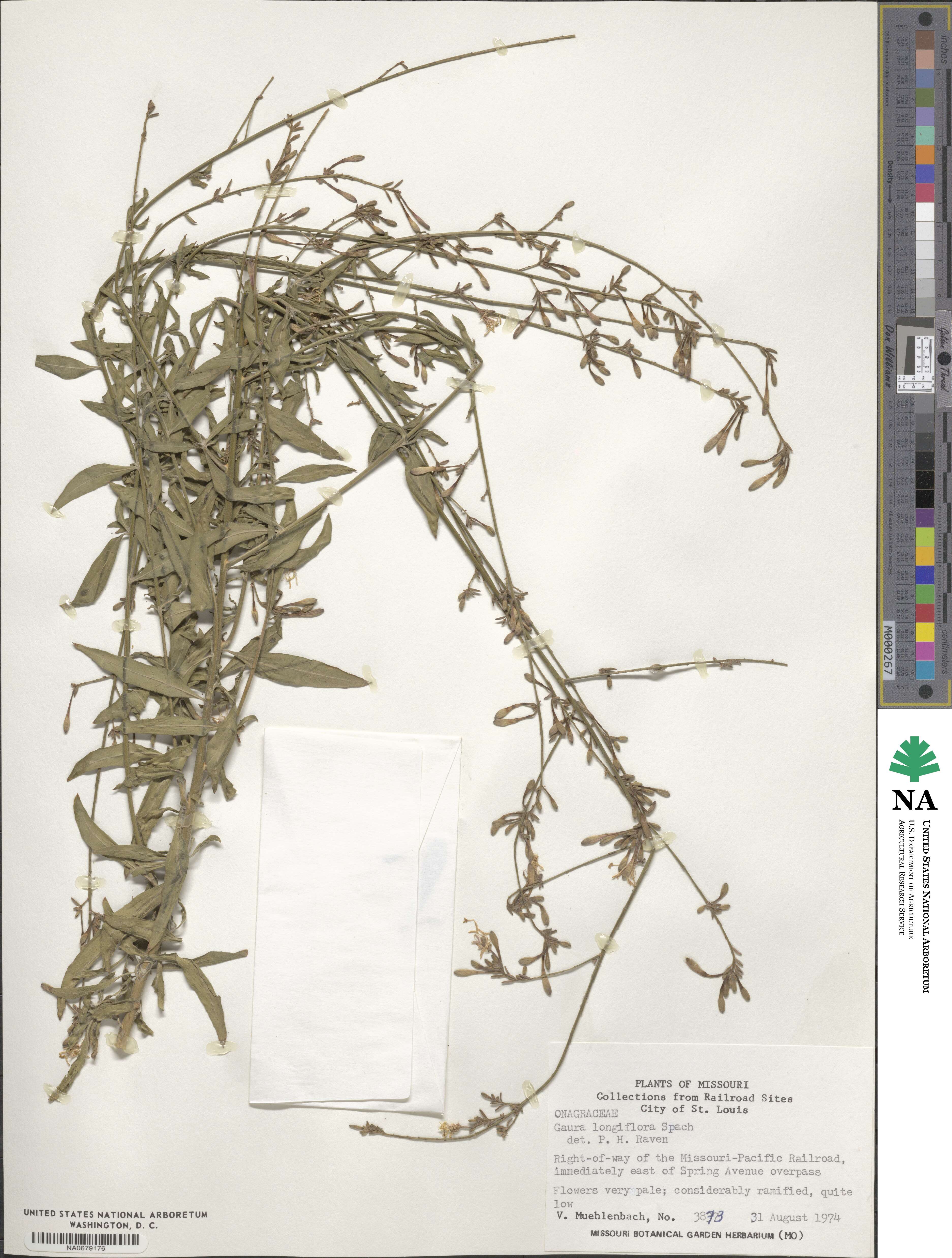 Oenothera filiformis image