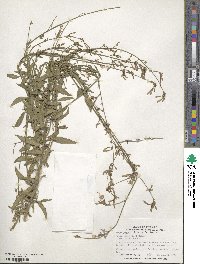 Oenothera filiformis image