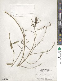 Oenothera filiformis image