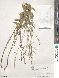 Oenothera filiformis image