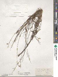 Oenothera filiformis image