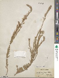 Oenothera coloradensis subsp. neomexicana image