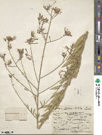 Oenothera coloradensis subsp. neomexicana image