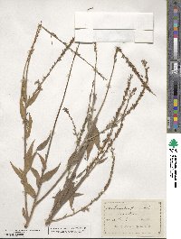 Oenothera curtiflora image