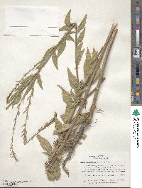 Oenothera curtiflora image