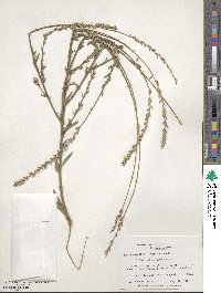 Oenothera curtiflora image