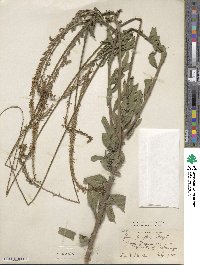 Oenothera curtiflora image