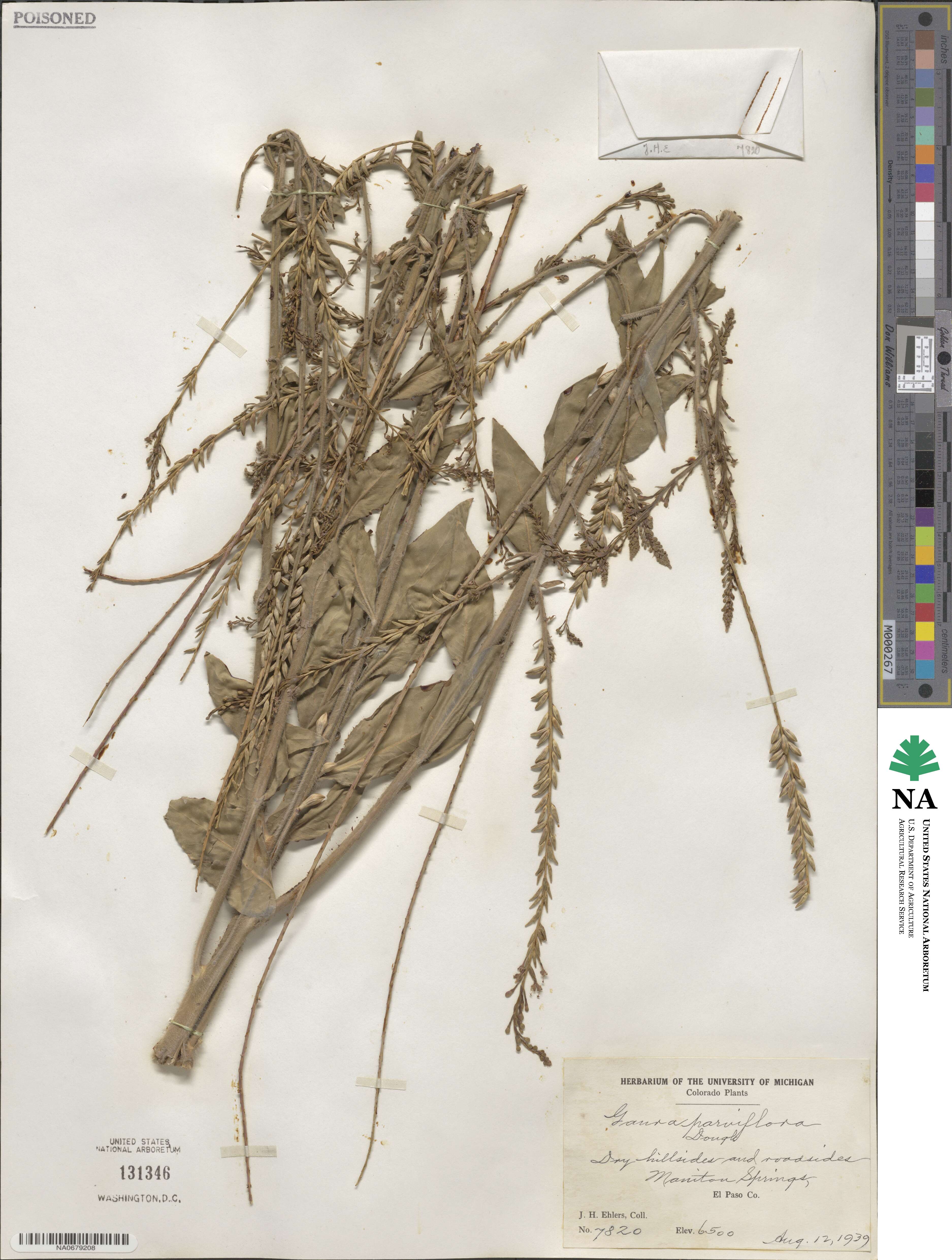 Oenothera curtiflora image