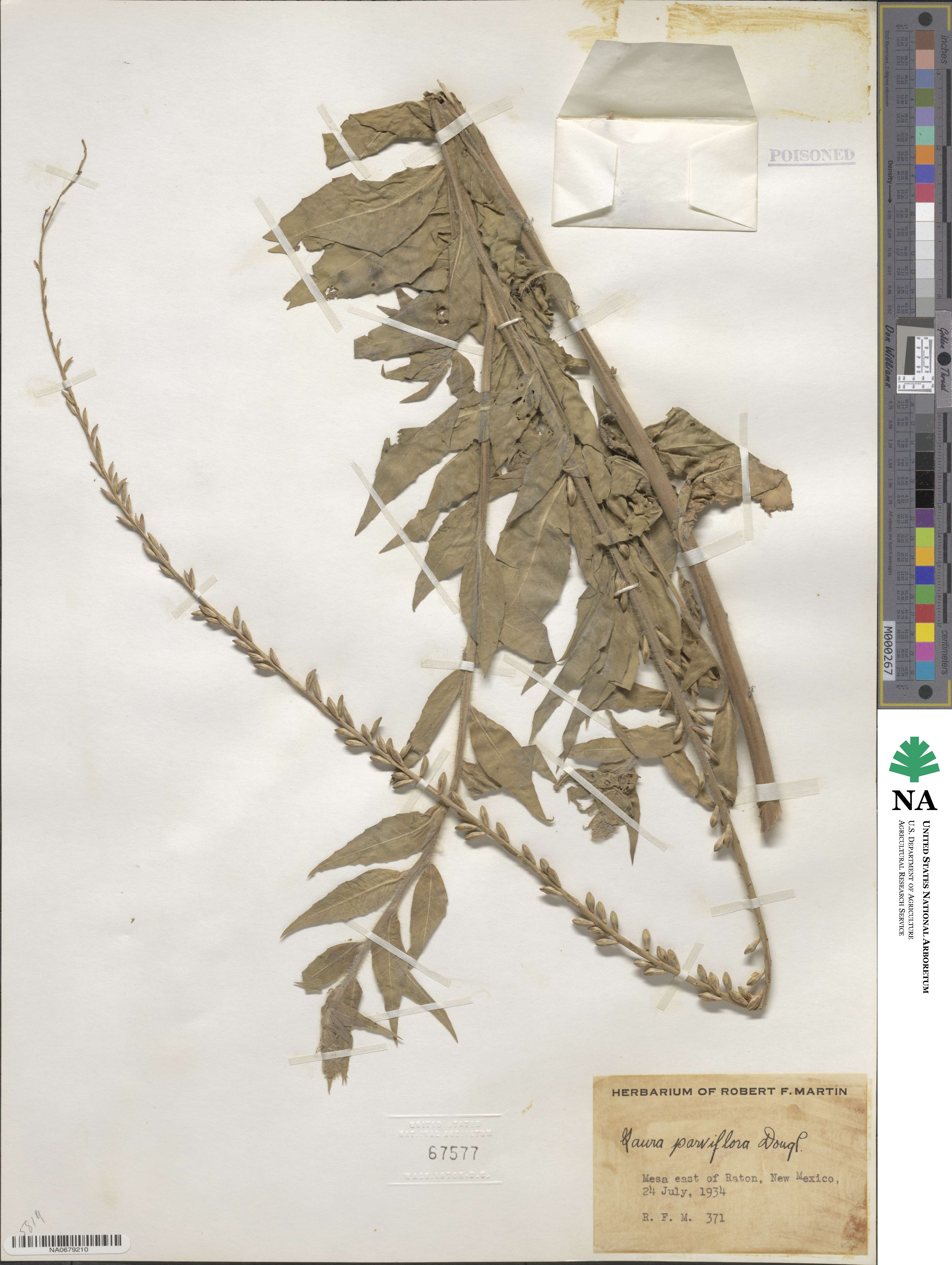 Oenothera curtiflora image