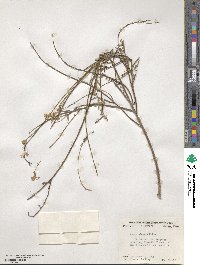 Oenothera sinuosa image