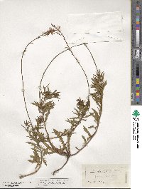 Oenothera sinuosa image