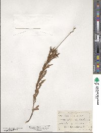 Oenothera sinuosa image