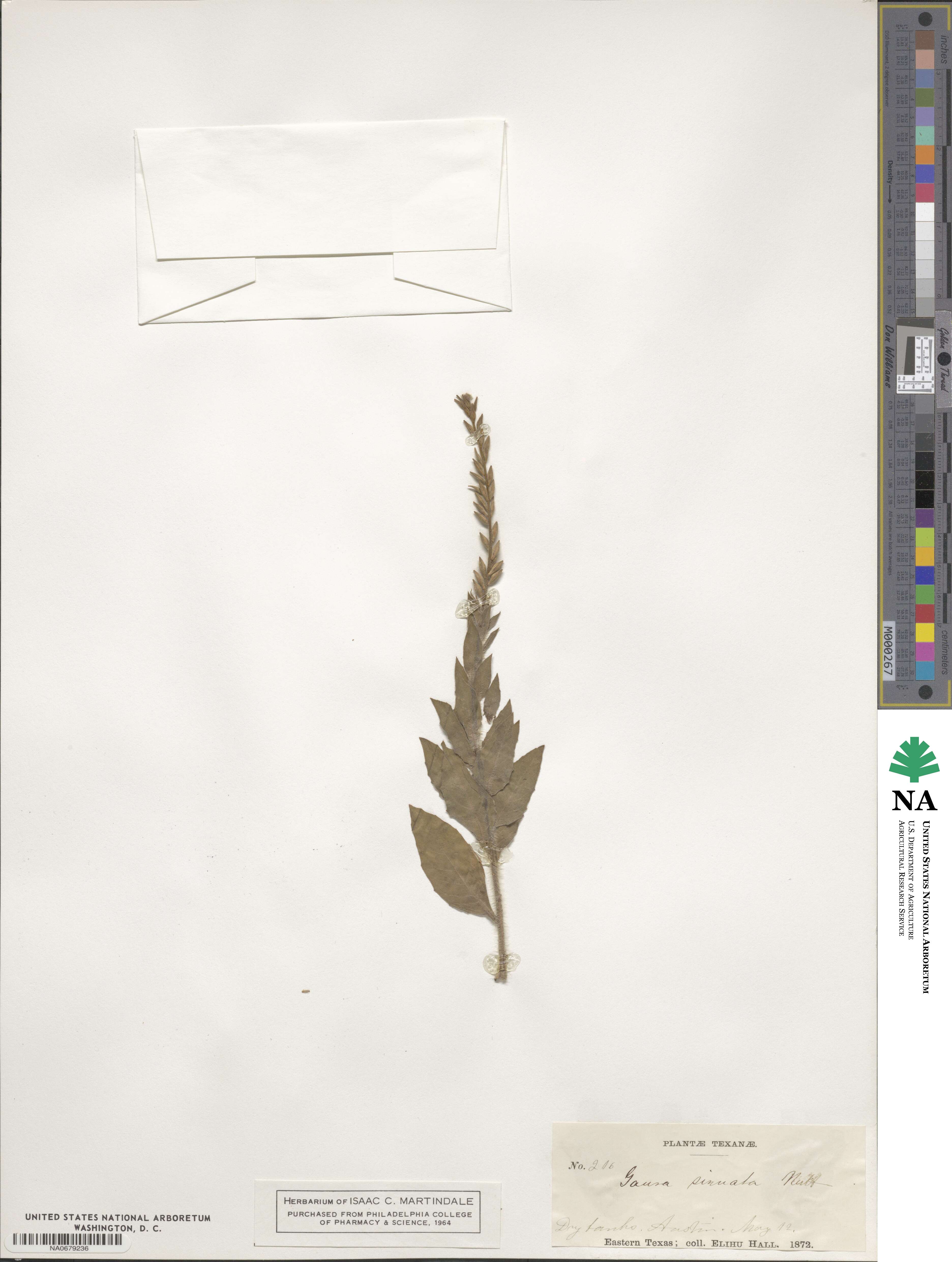 Oenothera sinuosa image