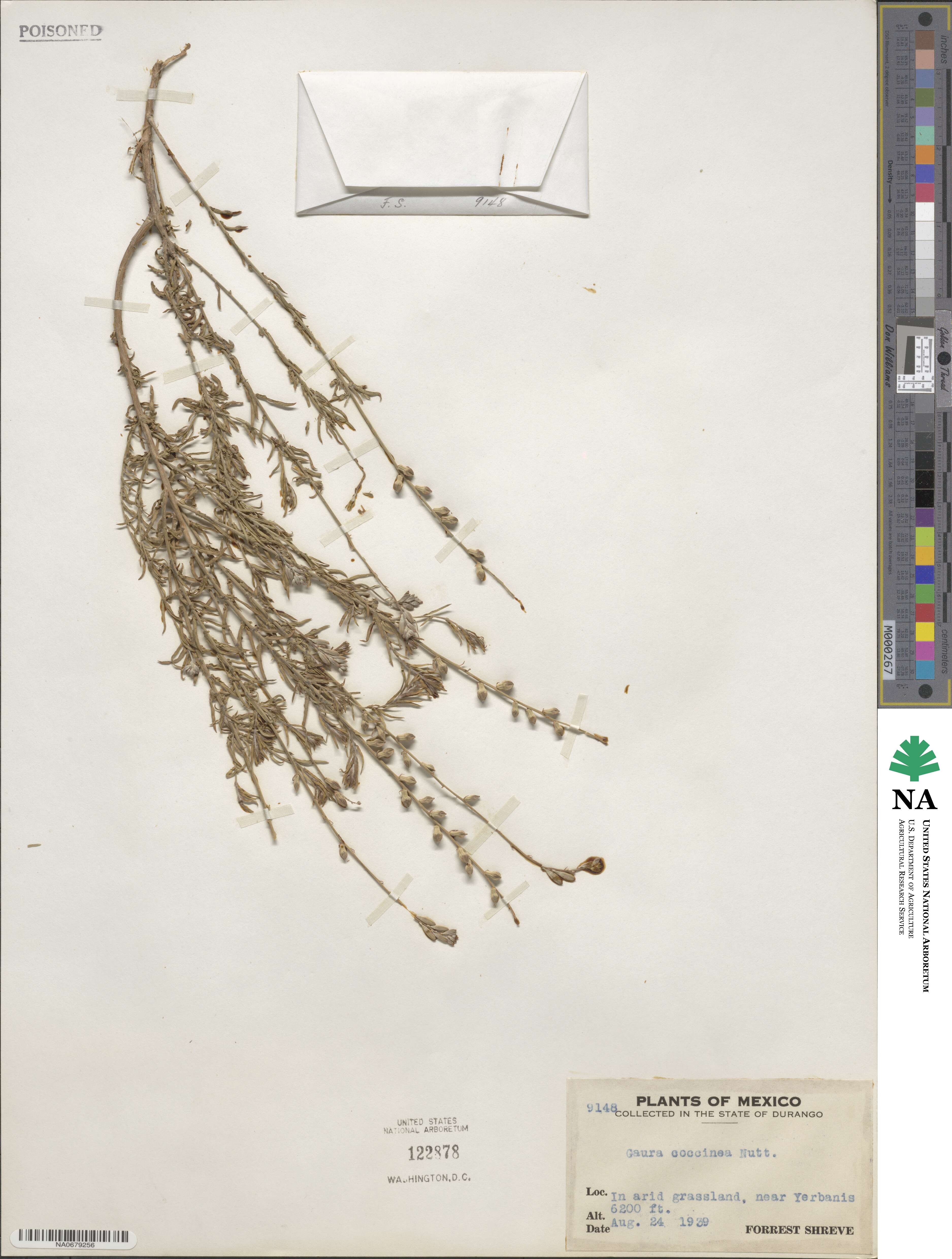 Oenothera suffrutescens image