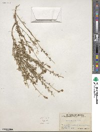 Oenothera suffrutescens image