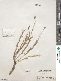 Oenothera suffrutescens image