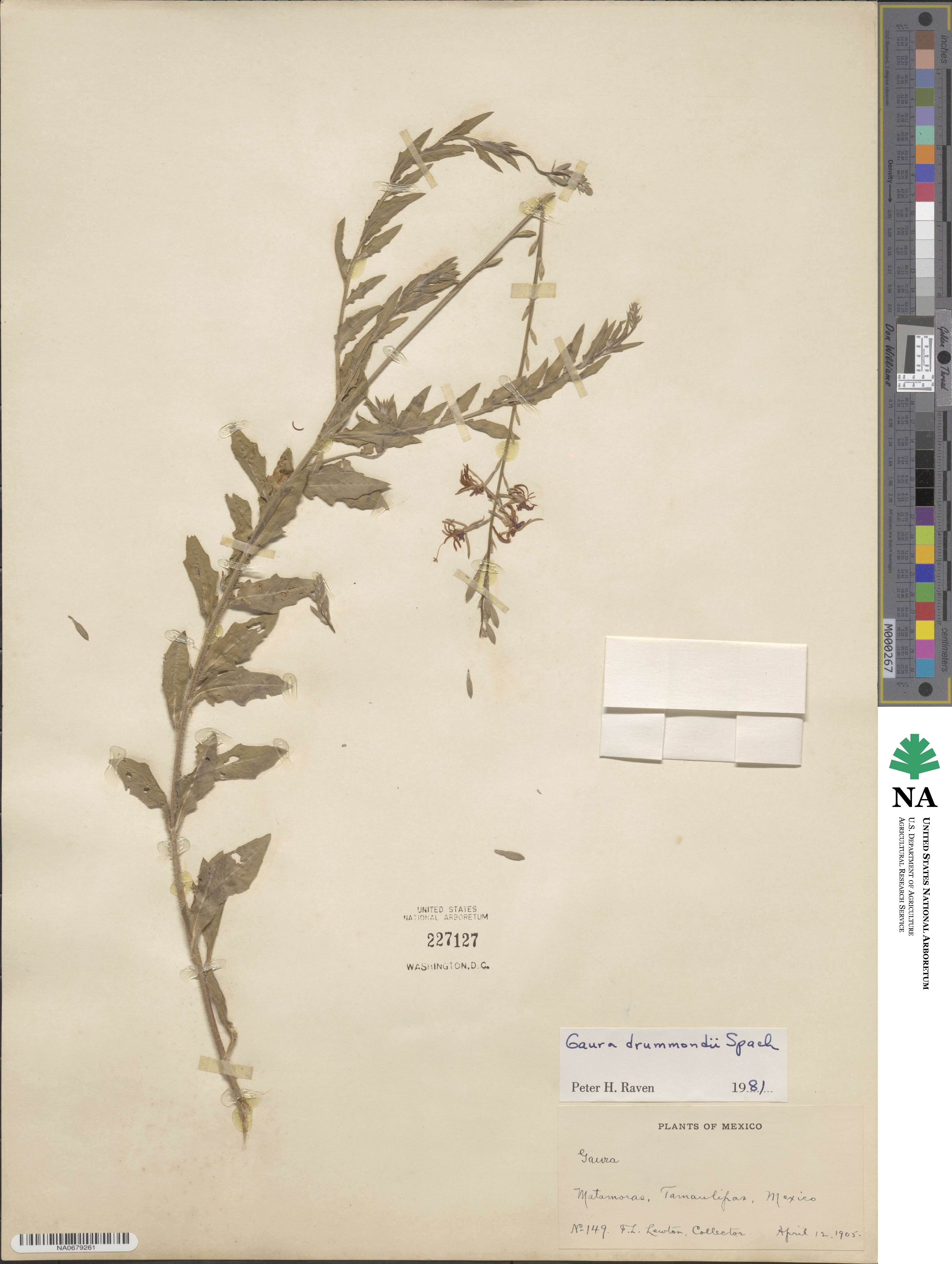 Oenothera xenogaura image