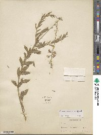 Oenothera xenogaura image