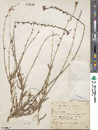 Oenothera suffulta subsp. nealleyi image