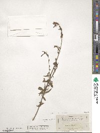 Oenothera gaura image