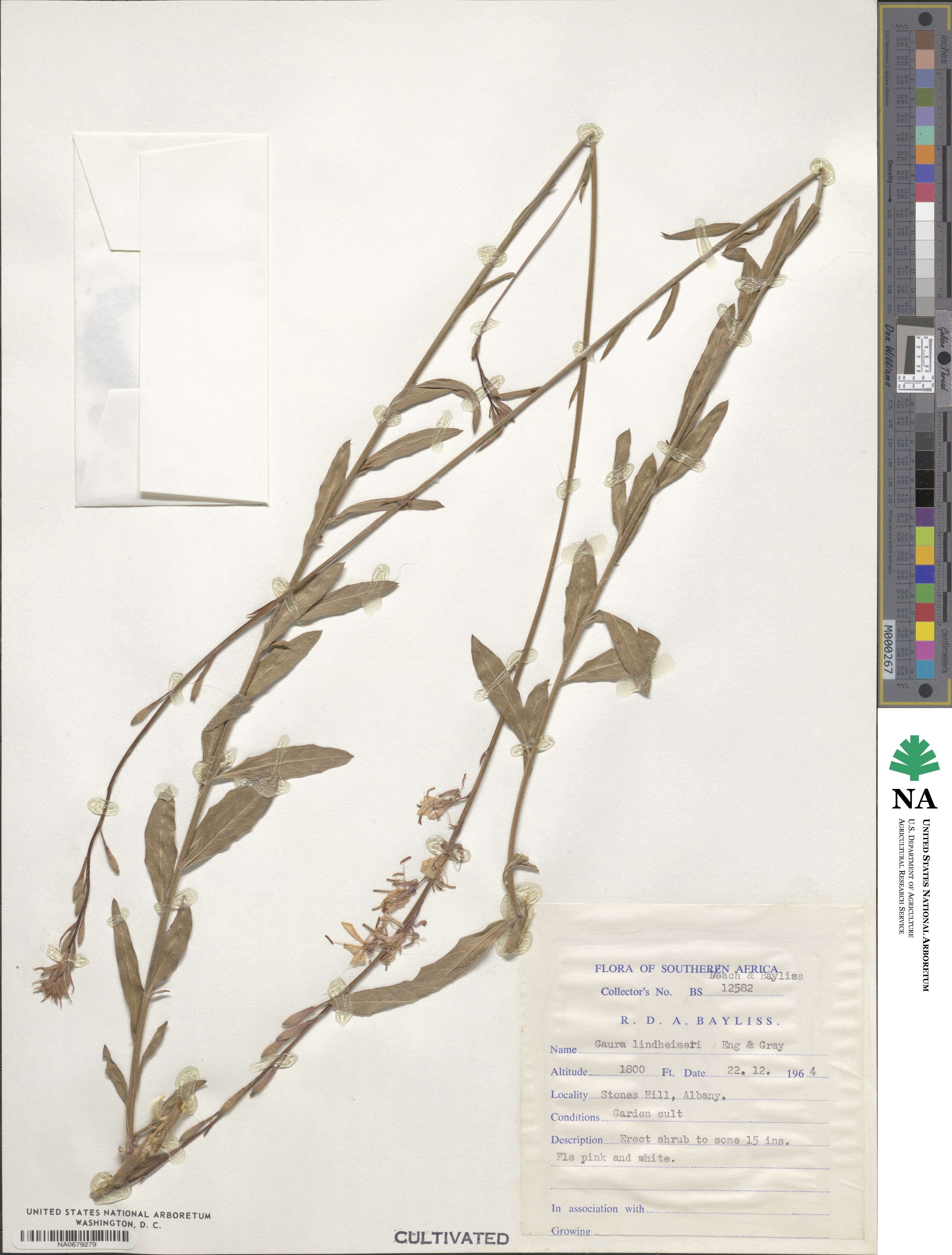 Oenothera lindheimeri image