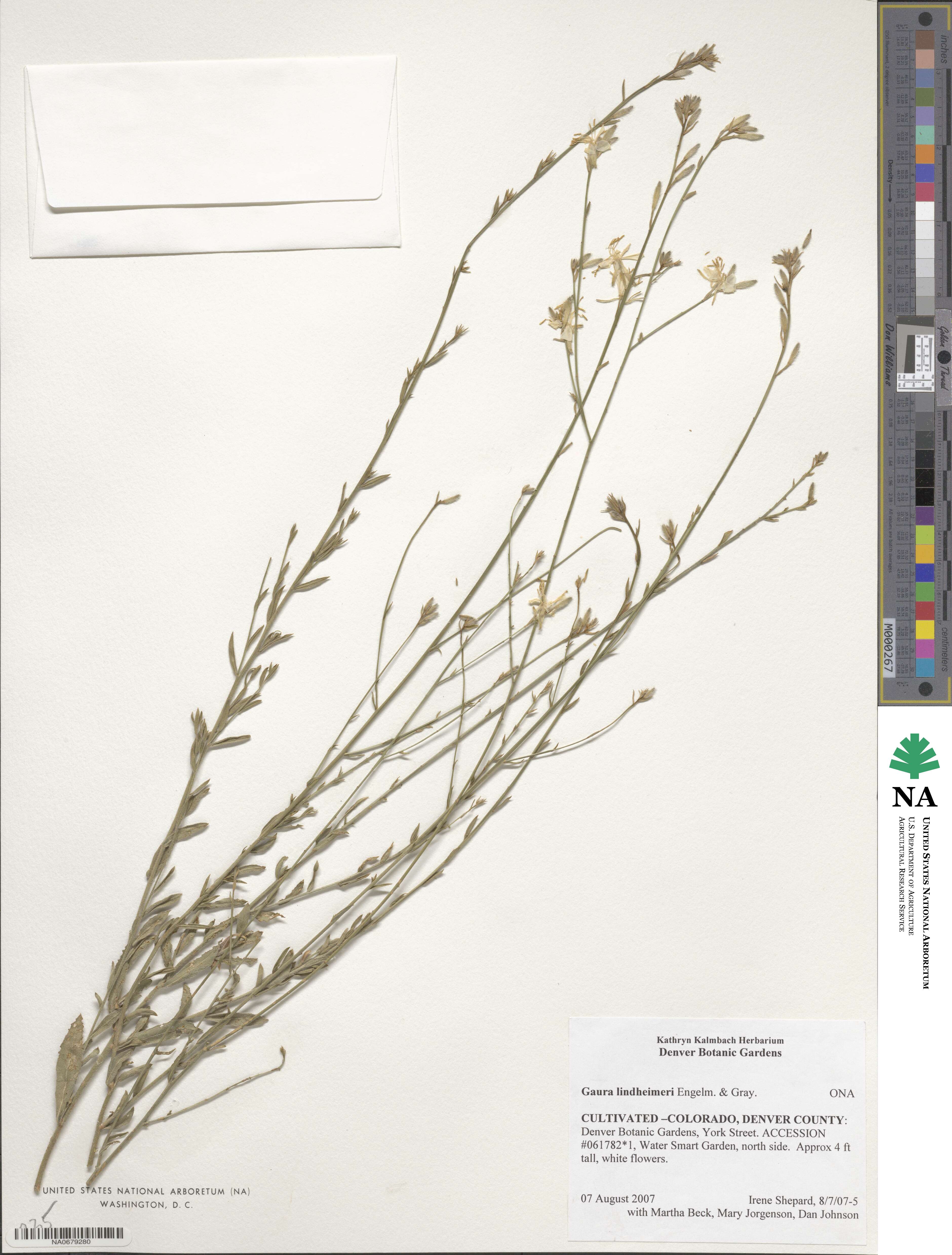 Oenothera lindheimeri image