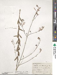 Oenothera lindheimeri image