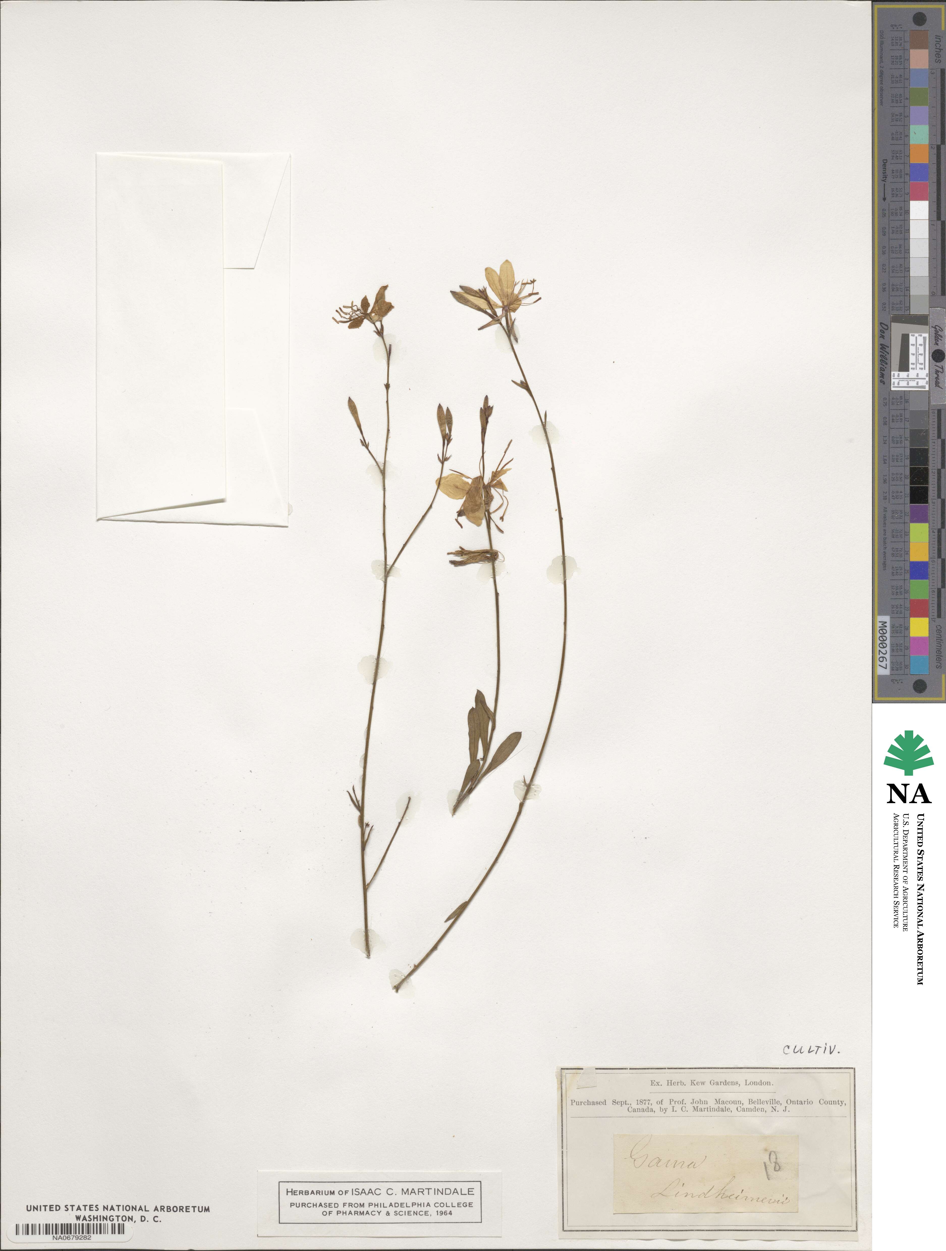 Oenothera lindheimeri image