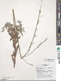 Oenothera cinerea subsp. cinerea image