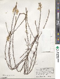 Oenothera glaucifolia image