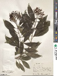 Fuchsia paniculata image