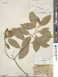 Fuchsia paniculata image