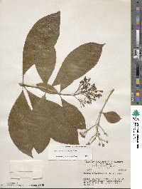 Fuchsia paniculata subsp. paniculata image