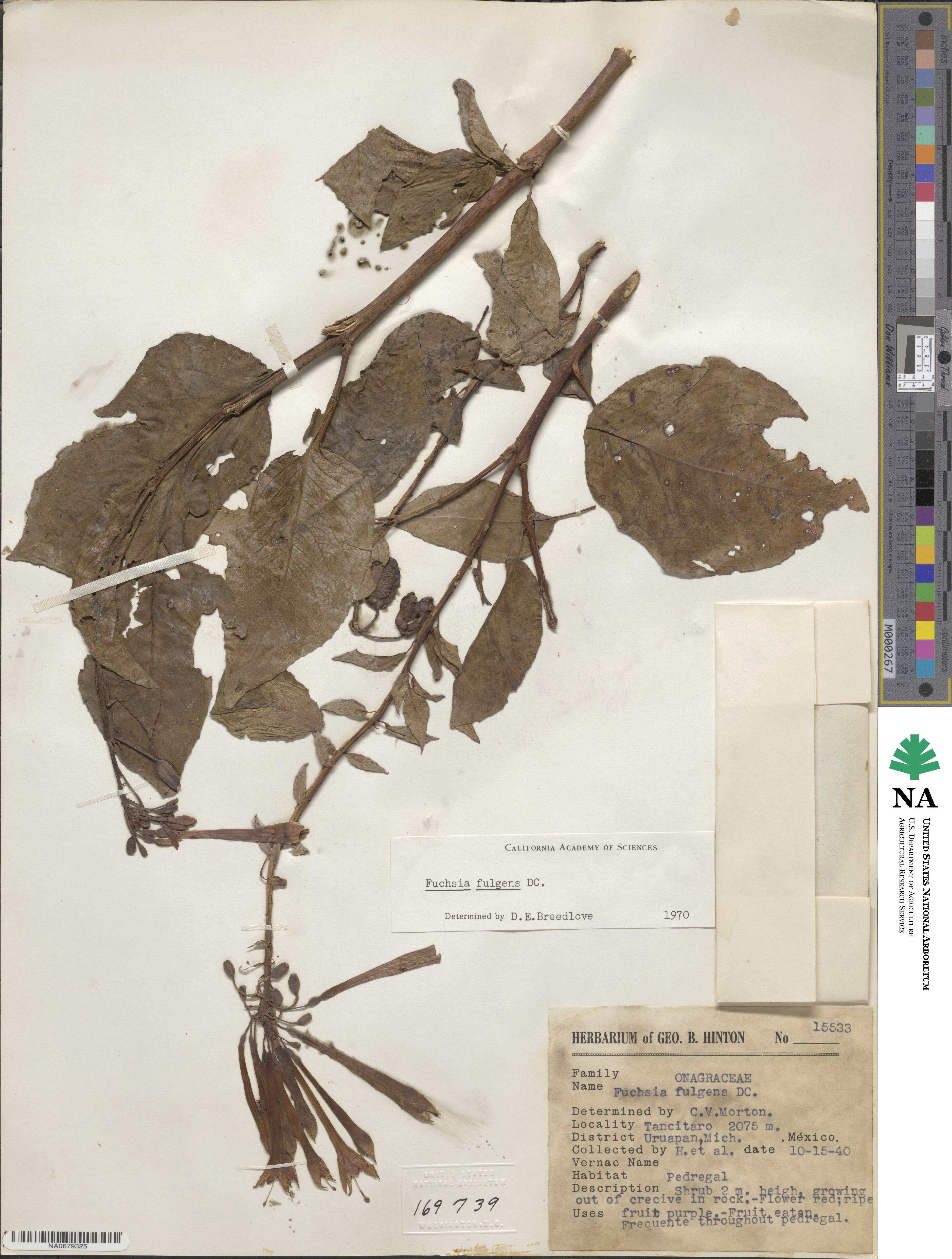 Fuchsia fulgens image