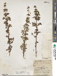 Fuchsia microphylla subsp. hemsleyana image