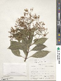 Fuchsia paniculata image