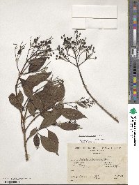 Fuchsia paniculata image