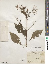 Fuchsia paniculata image