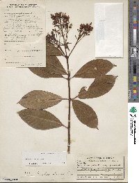 Fuchsia paniculata image