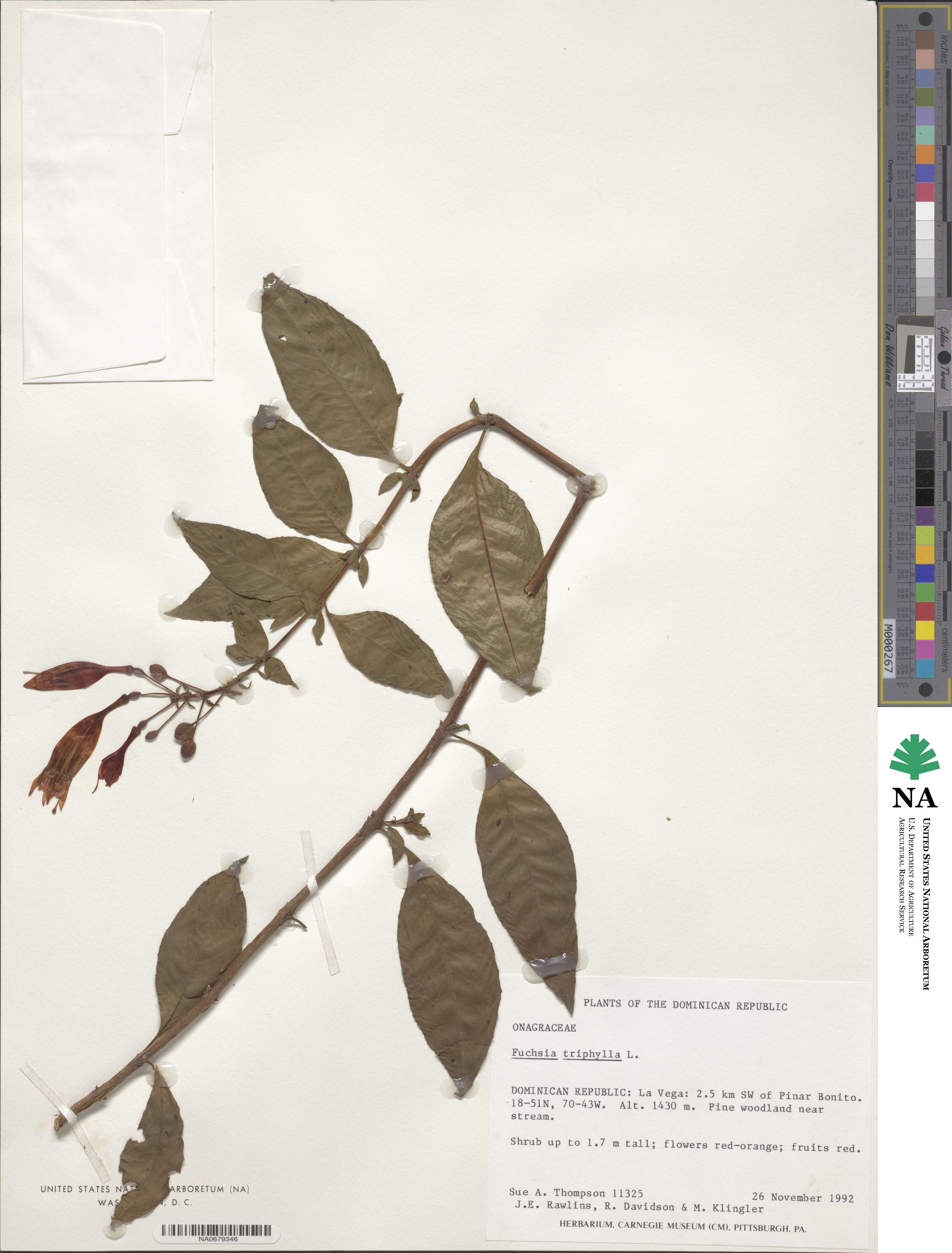 Fuchsia triphylla image