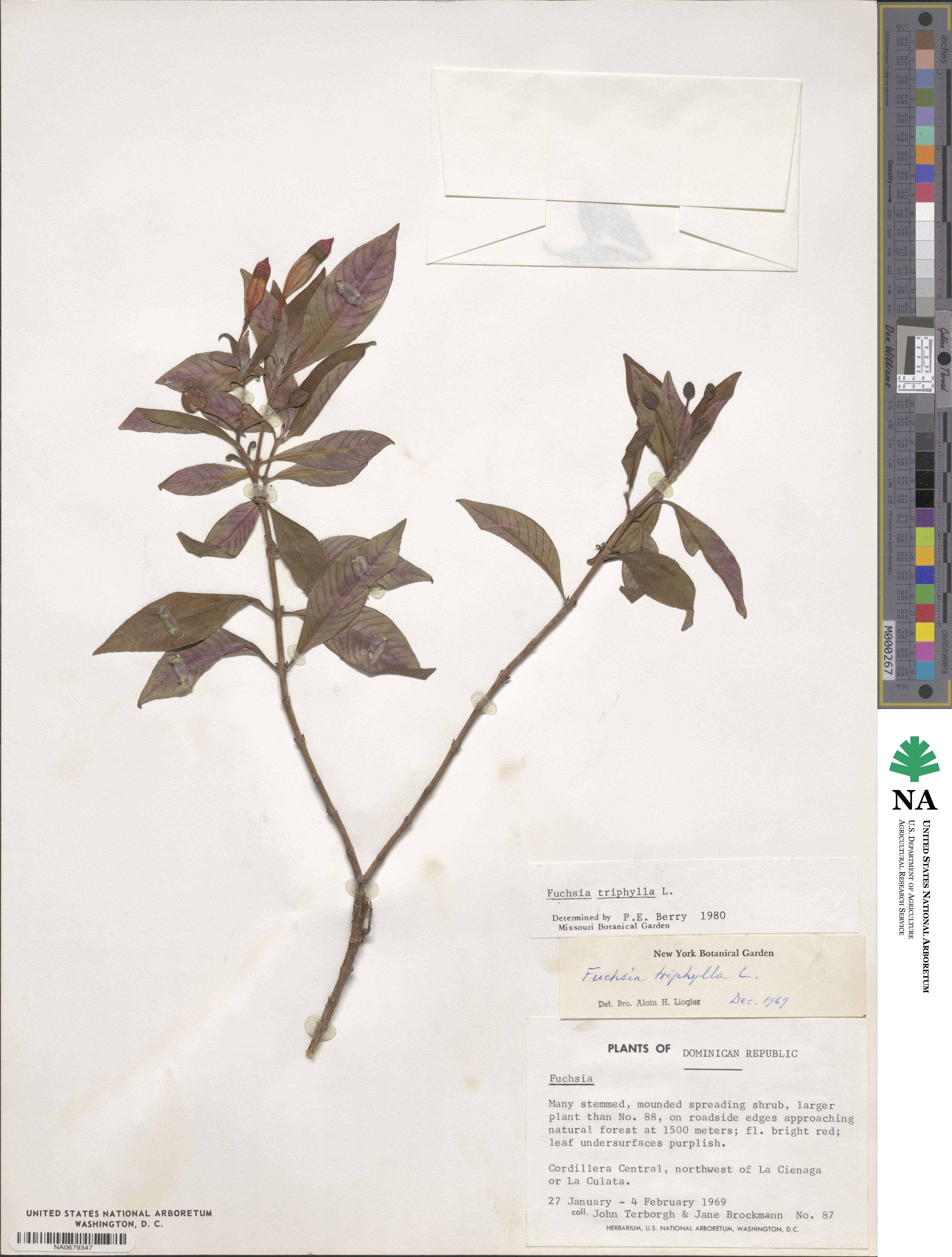 Fuchsia triphylla image