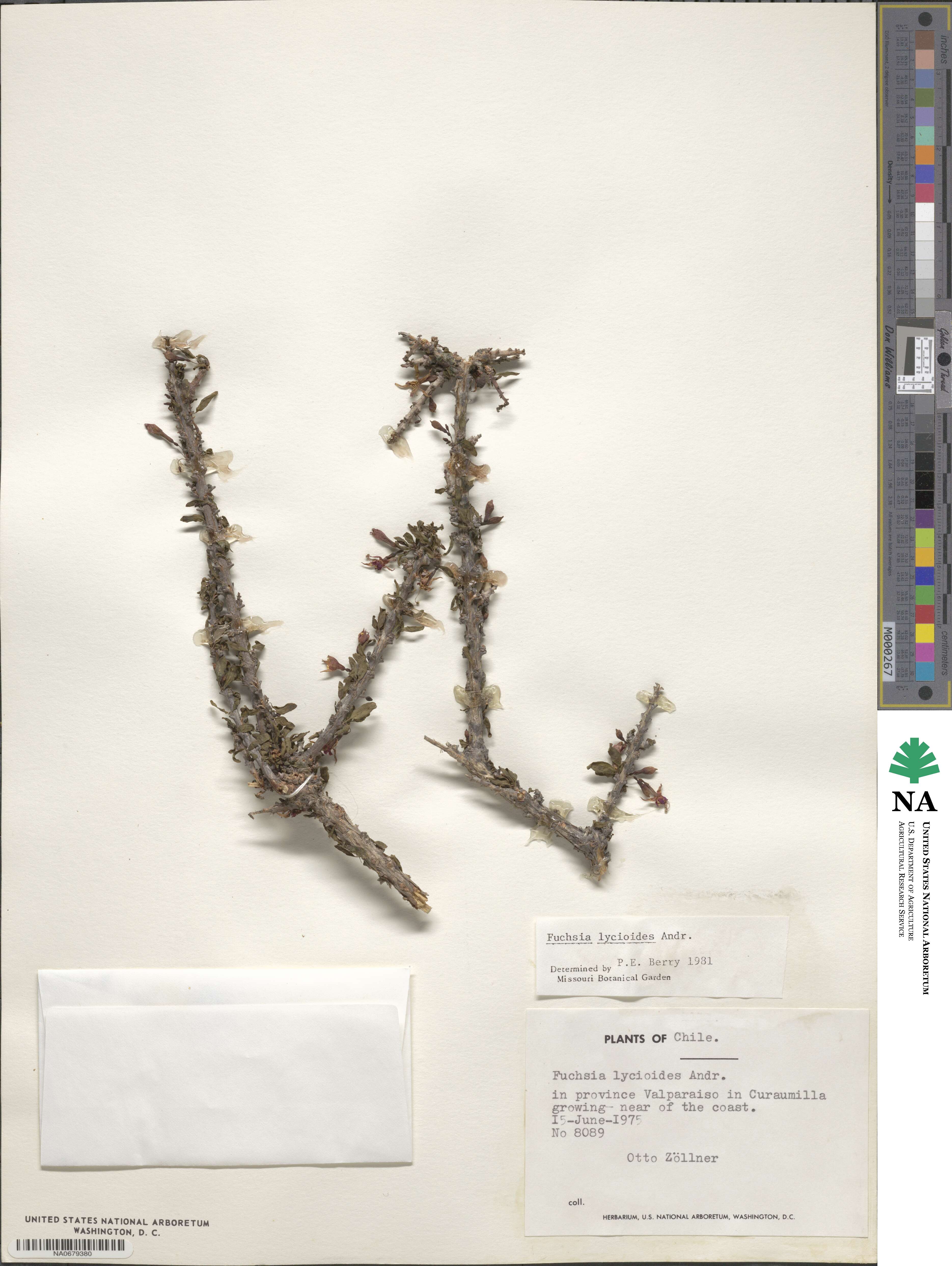 Fuchsia lycioides image