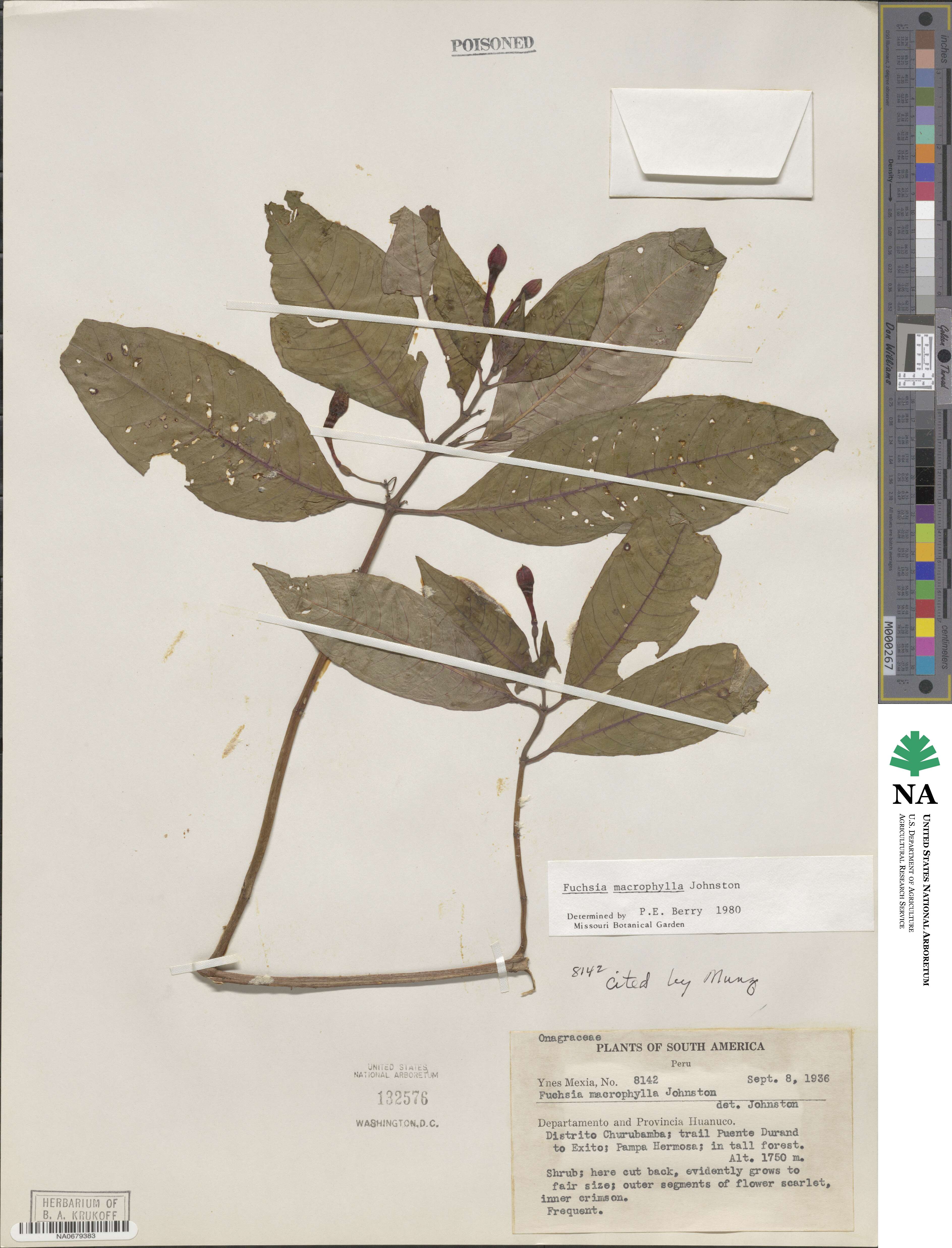 Fuchsia macrophylla image