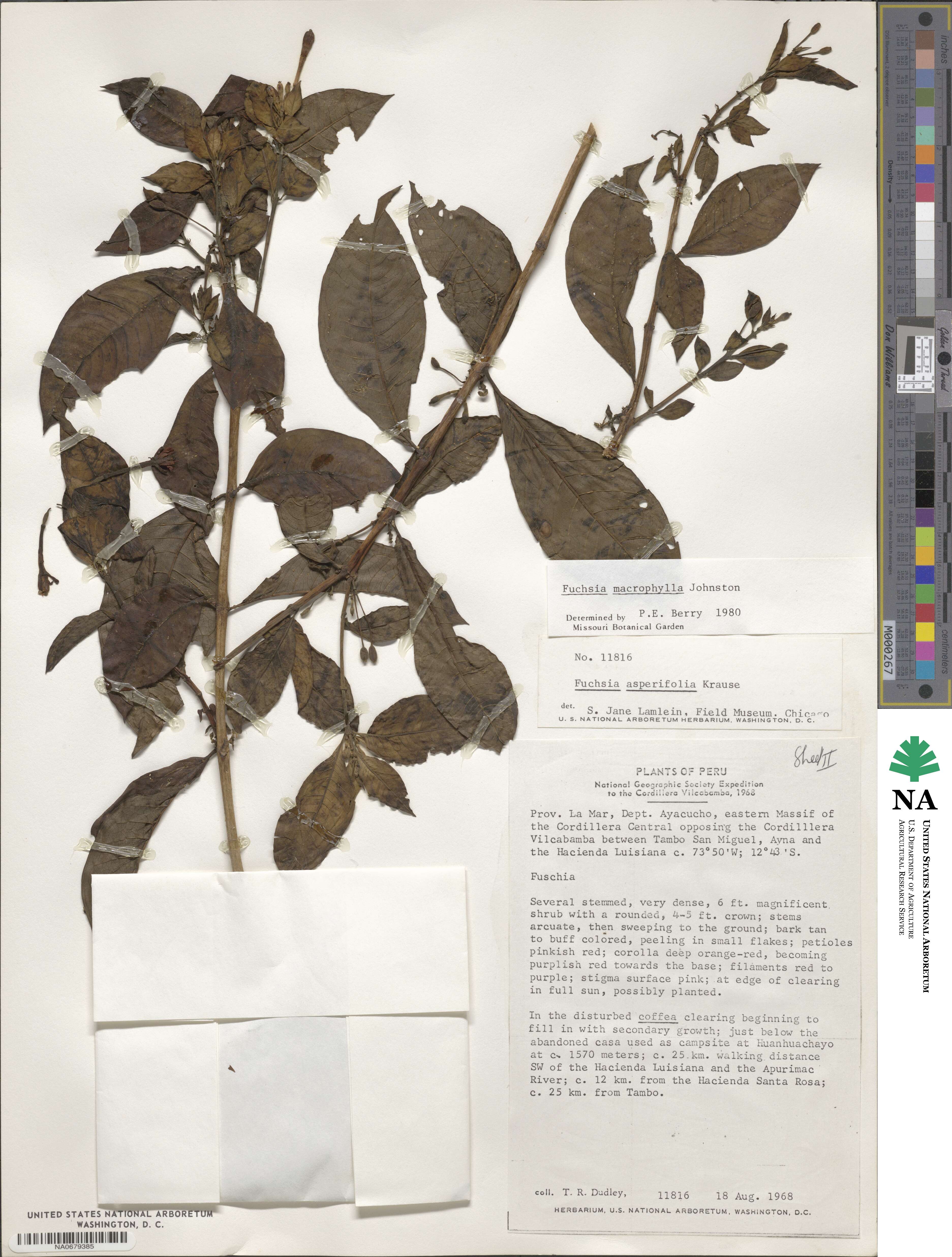 Fuchsia macrophylla image
