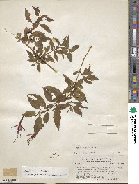 Fuchsia magellanica image