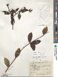 Fuchsia venusta image